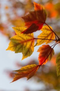 Fall Leaves Wallpapers