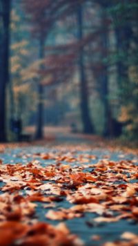 Fall Leaves Wallpapers