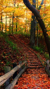 Fall Pathway Wallpaper