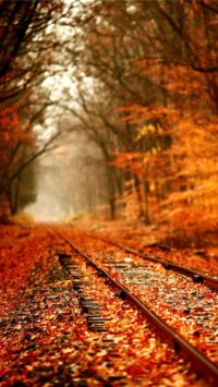 Fall Railway Wallpaper