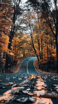 Fall Road Wallpaper