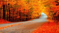 Fall Road Wallpapers