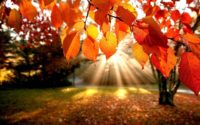 HD Autumn Wallpaper