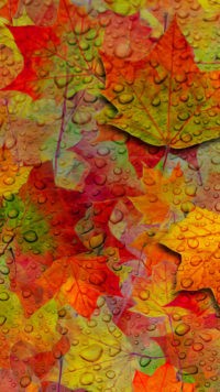 Leaves Fall Wallpaper