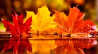 Leaves HD Wallpaper