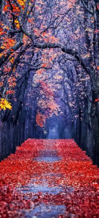 Leaves Road Wallpaper