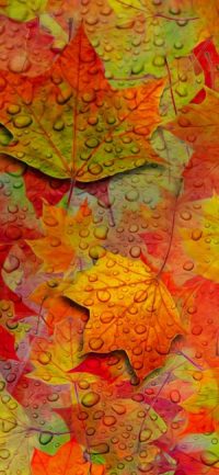 Autumn Colorful Wallpaper