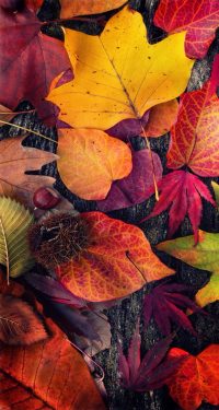 Autumn Colorful Wallpapers