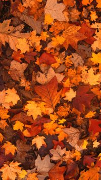 Autumn Leaves Wallpaper