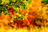 Autumn PC Wallpapers