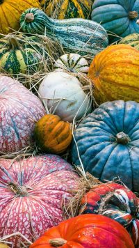 Autumn Pumpkins Wallpaper