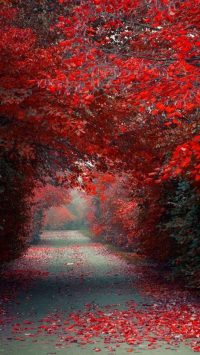 Autumn Red Wallpaper