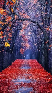 Autumn Road Wallpaper