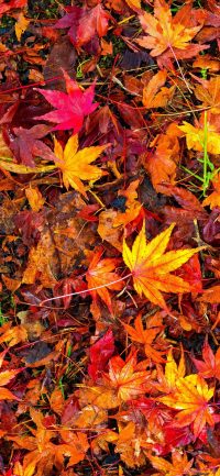 Fall Leaves Wallpapers