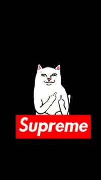 Supreme Cat Wallpaper