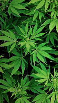 Weed Android Wallpapers