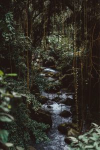 Aesthetic Jungle Wallpaper 2