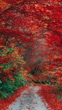 Autumn Foliage Wallpaper