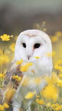 Barn Owl Wallpaper