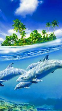 Beautiful Dolphin Wallpaper 2