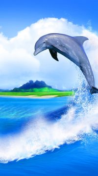 Beautiful Dolphin Wallpaper