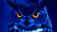 Blue Owl Wallpaper