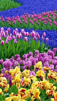 Colorful Garden Wallpaper 2