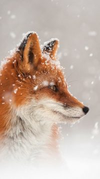 Cool Fox Wallpaper 2