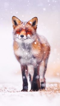 Cute Fox Wallpaper 2