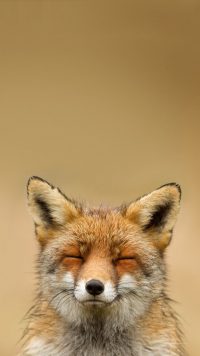 Cute Fox Wallpaper 5