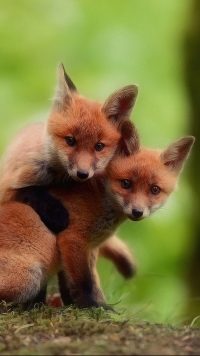 Cute Fox Wallpapers 2