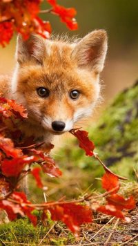 Cute Fox Wallpapers