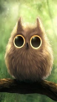 Cute Owl Wallpaper 3