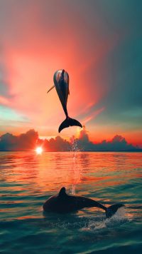 Dolphin Background