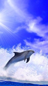 Dolphin Wallpaper