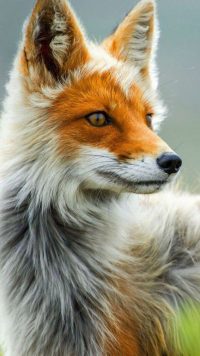 Fox iPhone Wallpaper 2