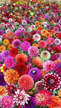 Garden Flowers Wallpaper 2