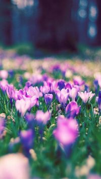 Garden Flowers Wallpapers