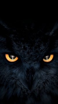 Owl Eyes Wallpaper