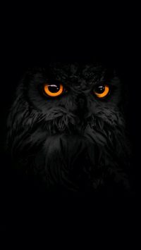 Owl Wallpaper 4