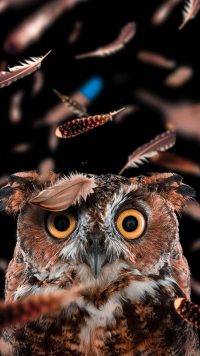 Owl Wallpaper iPhone