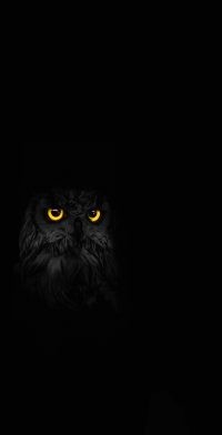 Owl Wallpapers 2