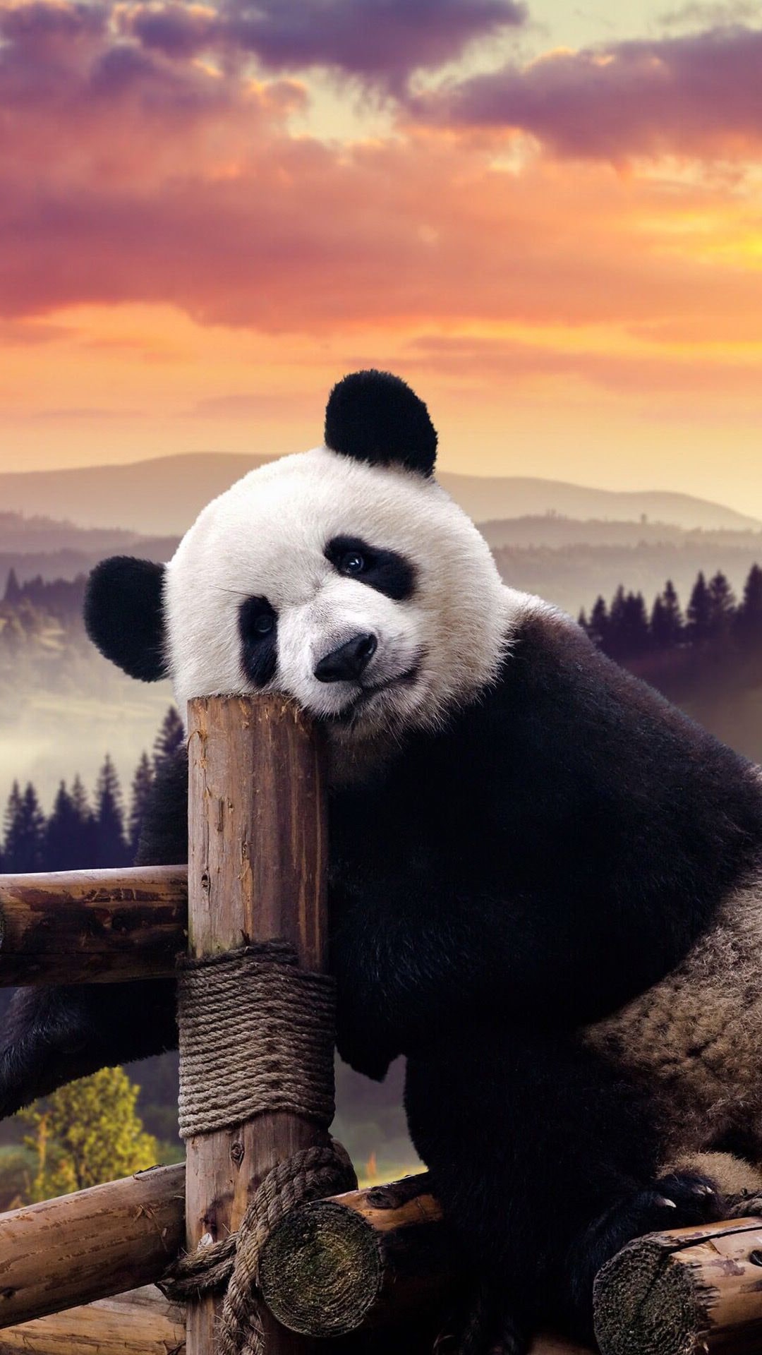 Free Download Cute Panda Wallpaper 1920x1080 Desktopw - vrogue.co