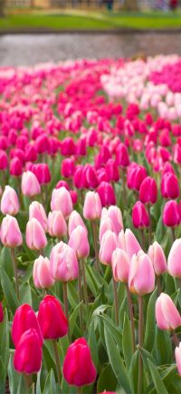 Pink Flowers Garden Wallpaper