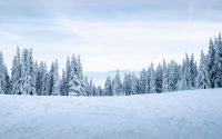 Snow Forest Wallpaper Desktop