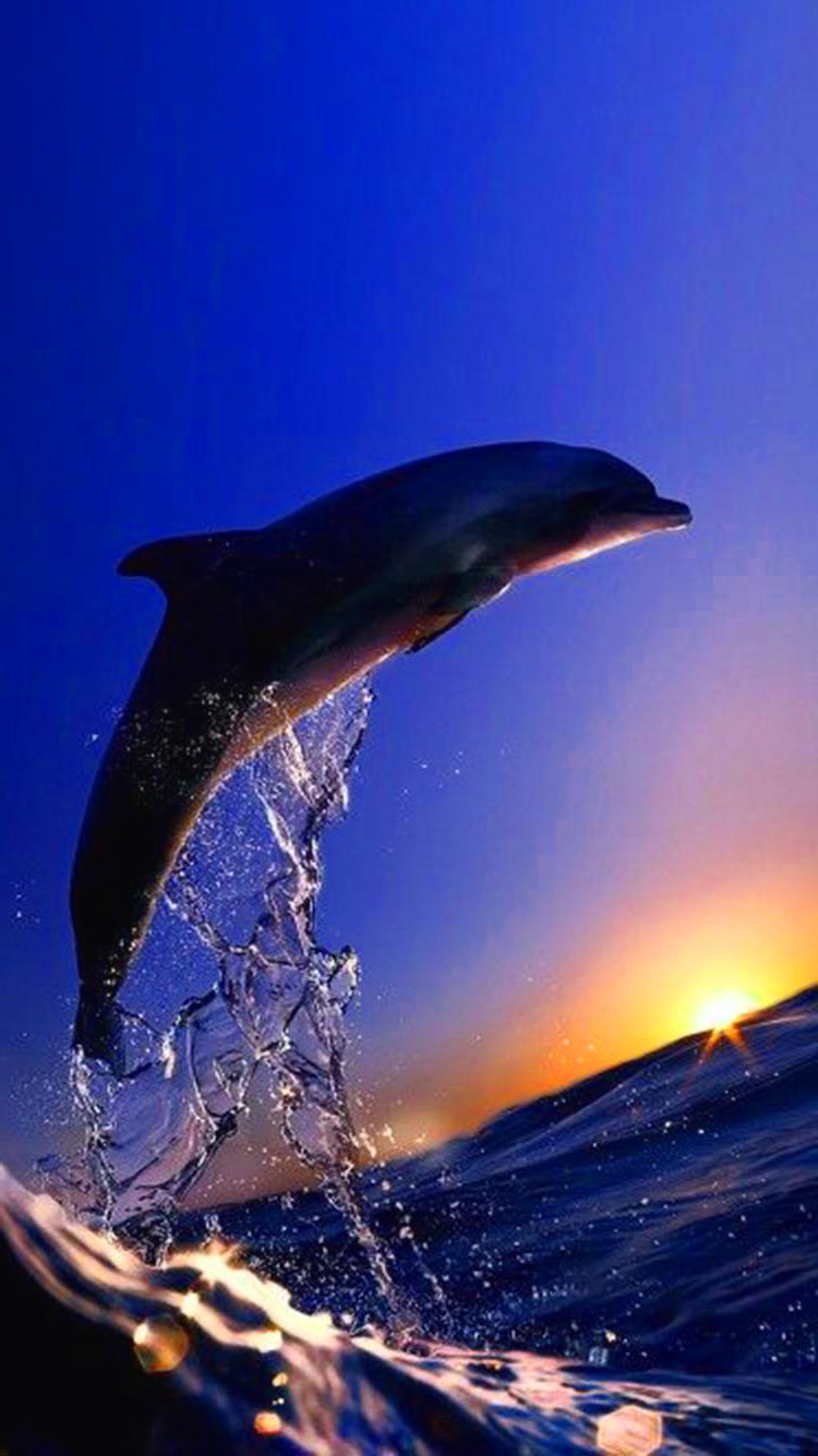 Sunset Dolphin Wallpaper - KoLPaPer - Awesome Free HD Wallpapers
