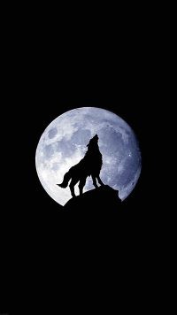 Black Cool Wolf Wallpaper