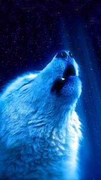 Cool Wolf Wallpaper 4