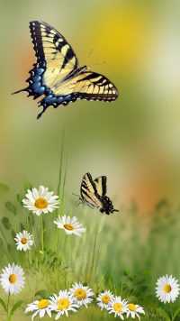 Butterfly Wallpaper 4