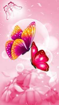 Butterfly Wallpaper 10